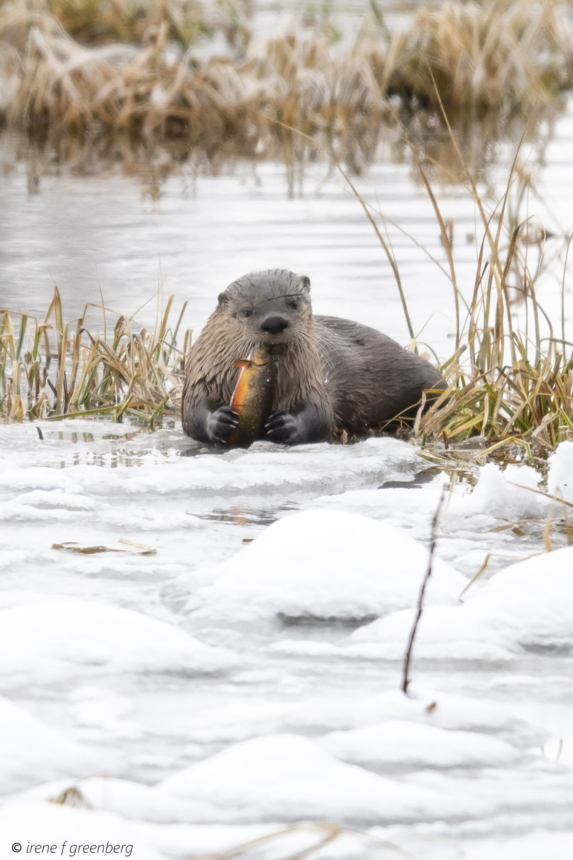 Otters eating brook trout